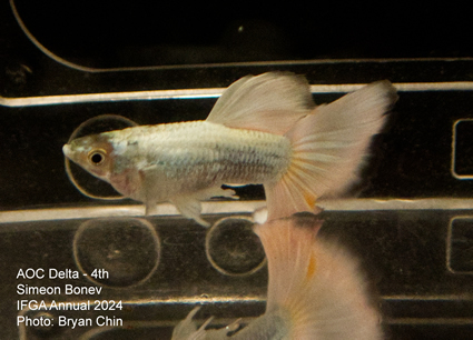 guppy aoc white